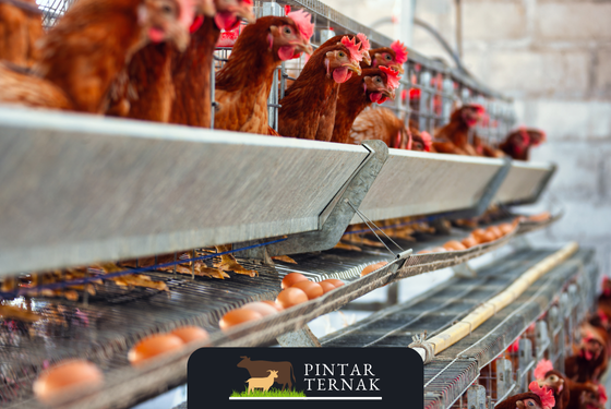 Berat Badan Ideal untuk Ayam Petelur: Pentingnya Monitoring