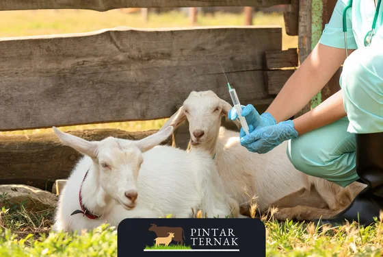 Cara Efektif Mengatasi Kambing Kembung: Solusi Cepat dan Praktis untuk Peternak