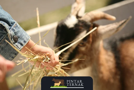 Daftar Pakan yang Berbahaya bagi Kambing: Hindari Makanan Ini untuk Kesehatan Ternak Anda