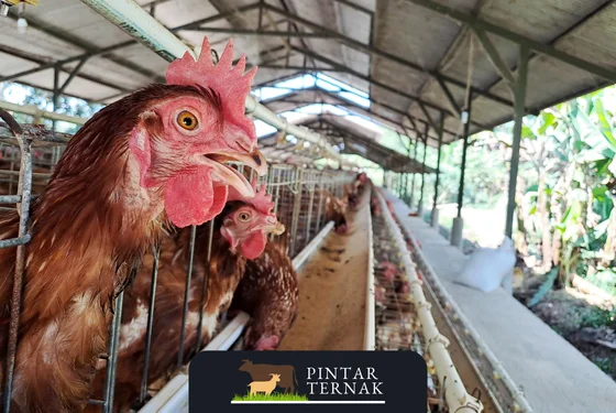 Estimasi Biaya Pembuatan Kandang Ayam Petelur untuk 1000 Ekor