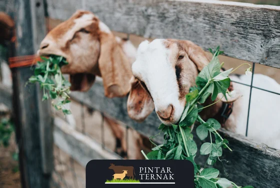 Keuntungan Ternak Kambing Analisa Ekonomi dan Potensi Pasar