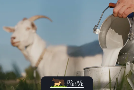 Mengapa Susu Kambing Menjadi Pilihan Terbaik untuk Kesehatan Anda: Fakta dan Manfaatnya