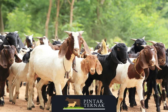 Panduan Lengkap Ternak Kambing Kacang untuk Peternak Pemula