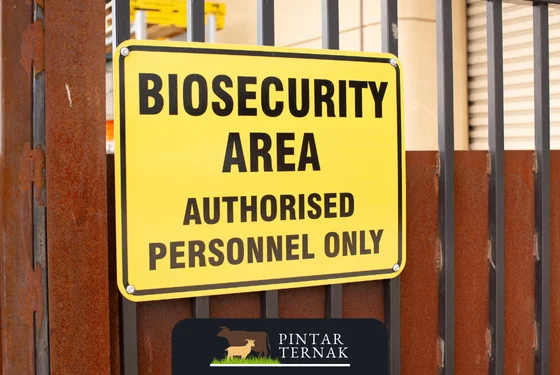 Pentingnya Biosecurity dalam Peternakan Ayam Petelur