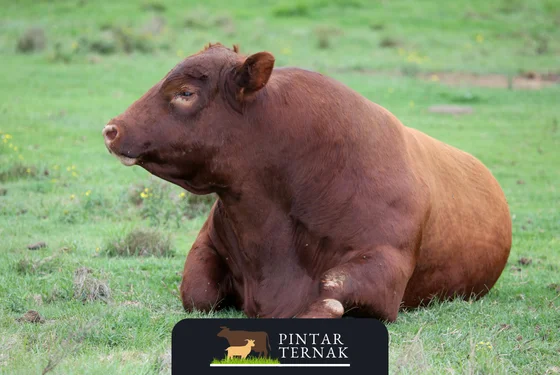 Cara Efektif Penggemukan Sapi Potong: Teknik dan Nutrisi Terbaik