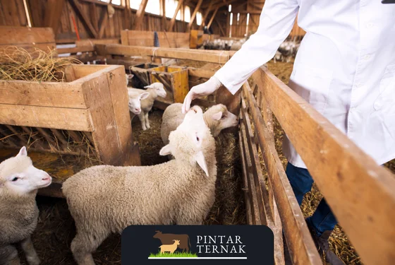 Cara Mengobati Kambing Sakit yang Tidak Mau Makan: Panduan Lengkap