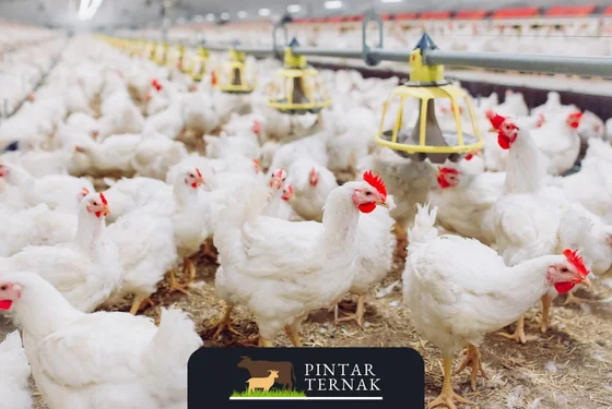 Keunggulan Ayam Broiler: Mengapa Mereka Pilihan Utama Peternak