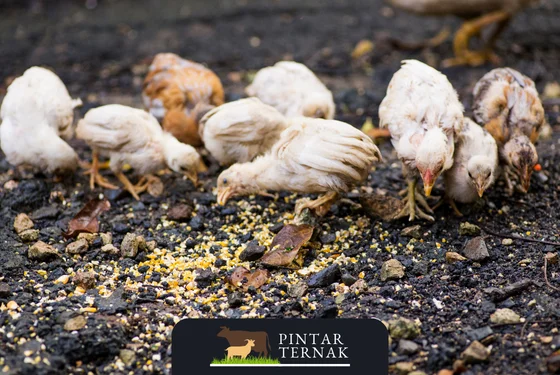 Obat Herbal Cekrek Ayam Broiler Paling Ampuh: Solusi Alami untuk Kesehatan Ayam