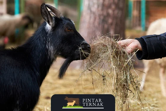 Tabel Kebutuhan Nutrisi Kambing: Panduan Lengkap untuk Memastikan Pertumbuhan Optimal