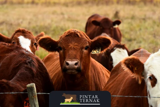 Tabel Nutrisi Sapi Potong Panduan Lengkap untuk Pakan Seimbang